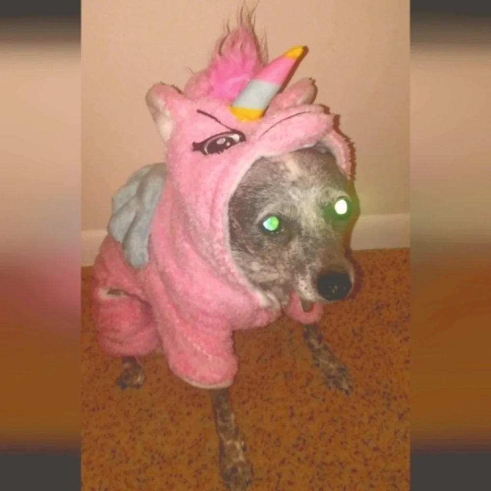 Pink Unicorn‎ Dog Or Cat Costume (Size Small). Worn 1x.